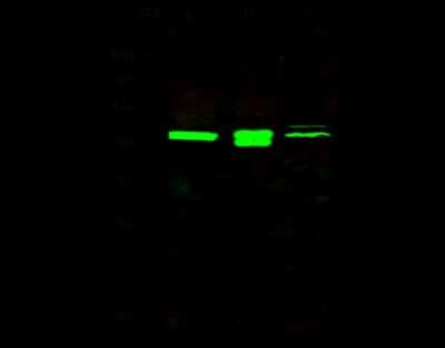 Western Blot: P-Rex1 Antibody [NBP2-98883]