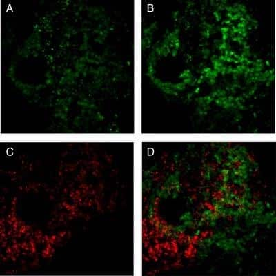 Immunocytochemistry/ Immunofluorescence: P-Selectin/CD62P Antibody (Psel.KO.2.7) - BSA Free [NB100-65392]