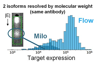 I want to measure protein isoform heterogeneity