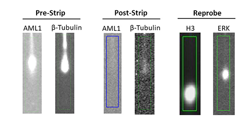 I need multiplexing to detect multiple proteins at the single-cell level