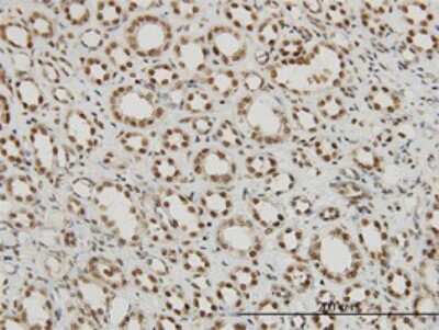 Immunohistochemistry-Paraffin: P15RS Antibody (1B8) [H00055197-M01]