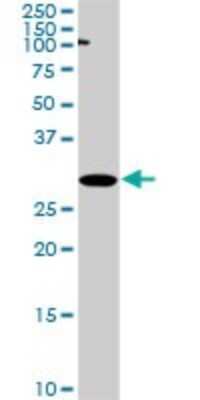 Western Blot: P15RS Antibody (1B8) [H00055197-M01]