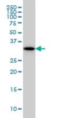 Western Blot: P15RS Antibody (1B8) [H00055197-M01]