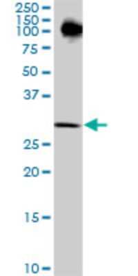 Western Blot: P15RS Antibody (1B8) [H00055197-M01]