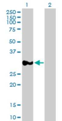 Western Blot: P15RS Antibody [H00055197-B01P]