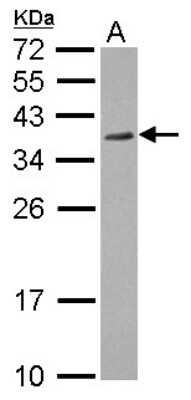 Western Blot: P15RS Antibody [NBP2-19650]