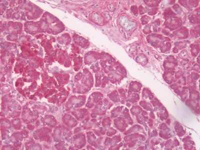 Immunohistochemistry-Paraffin: LPAR6/P2RY5 Antibody - BSA Free [NLS852]