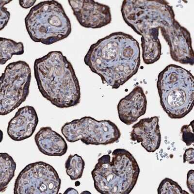 Immunohistochemistry-Paraffin: P2X4 Antibody [NBP1-92239]