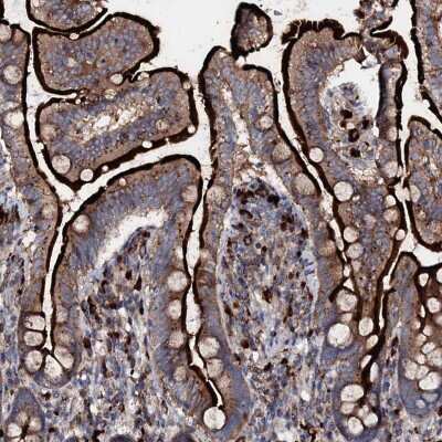 Immunohistochemistry-Paraffin: P2X4 Antibody [NBP1-92239]