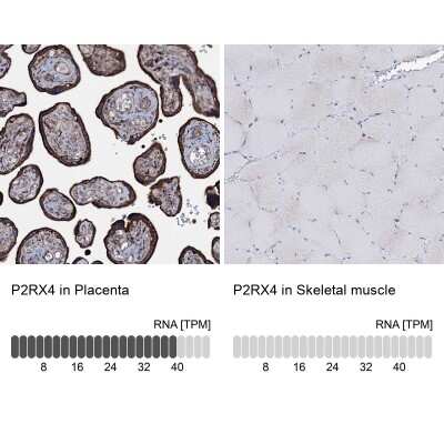 Immunohistochemistry-Paraffin: P2X4 Antibody [NBP1-92239]