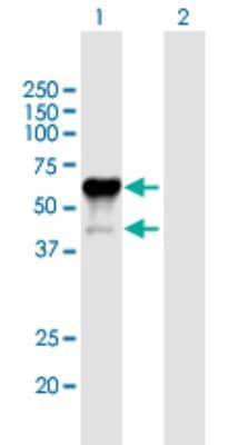 Western Blot: P2X4 Antibody [H00005025-B01P]