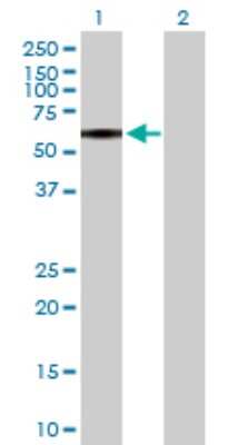 Western Blot: P2X4 Antibody [H00005025-D01P]