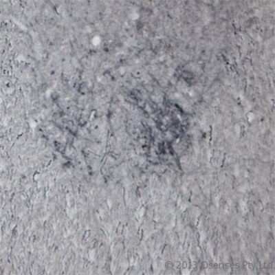 Immunohistochemistry Free-Floating: P2X6/P2RX6 Antibody - Azide and BSA Free [NBP1-30565]