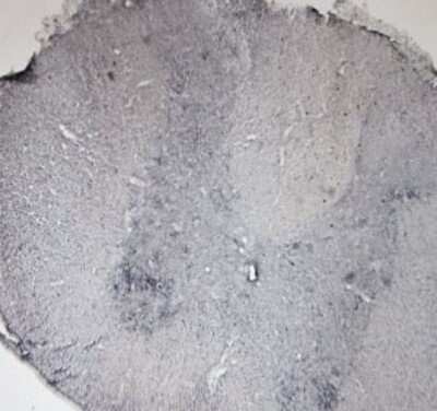 Immunohistochemistry: P2X6/P2RX6 Antibody - Azide and BSA Free [NBP1-30565]