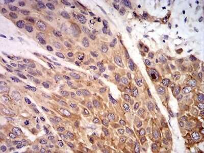 Immunohistochemistry-Paraffin: P2X7/P2RX7 Antibody (7G1D6) - BSA Free [NBP2-61748]