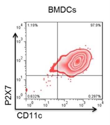 Flow Cytometry: P2X7/P2RX7 Antibody (Hano43) - BSA Free [NBP1-40894]