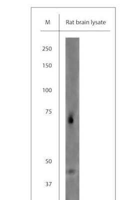 Western Blot: P2X7/P2RX7 Antibody [NBP1-20180]