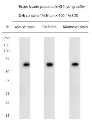 Western Blot: P2X7/P2RX7 Antibody [NBP1-20180]