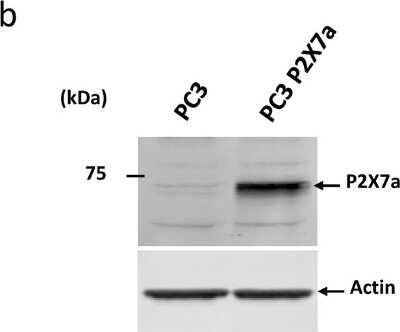 Western Blot: P2X7/P2RX7 Antibody [NBP2-19654]