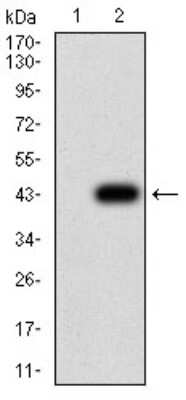 Western Blot: P2Y1/P2RY1 Antibody (4G5B7)BSA Free [NBP2-61671]