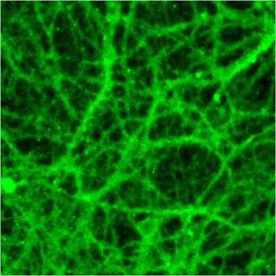 Immunocytochemistry/ Immunofluorescence: P2Y1/P2RY1 Antibody [NBP1-30741]