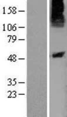 Western Blot: P2Y10/P2RY10 Overexpression Lysate [NBL1-14035]