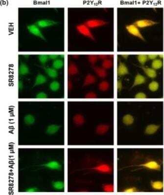 Immunocytochemistry/ Immunofluorescence: P2Y12/P2RY12 Antibody [NBP1-78249]