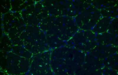Immunohistochemistry-Frozen: P2Y12/P2RY12 Antibody [NBP2-33870]