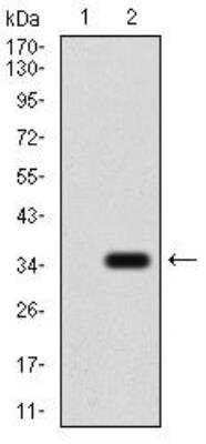 Western Blot: P2Y13/P2RY13/GPR86 Antibody (3E8C12)BSA Free [NBP2-52527]