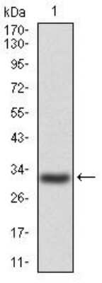 Western Blot: P2Y13/P2RY13/GPR86 Antibody (6G12E10)BSA Free [NBP2-52526]
