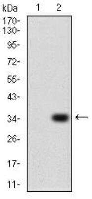 Western Blot: P2Y13/P2RY13/GPR86 Antibody (6G12E10)BSA Free [NBP2-52526]