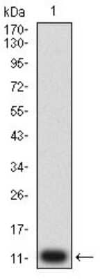 Western Blot: P2Y14/GPR105 Antibody (5A3F1)BSA Free [NBP2-61753]