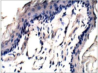 Immunohistochemistry-Paraffin: P2Y2 Antibody [NBP3-12229]