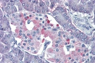 Immunohistochemistry-Paraffin: P2Y4/P2RY4 Antibody [NBP3-14439]