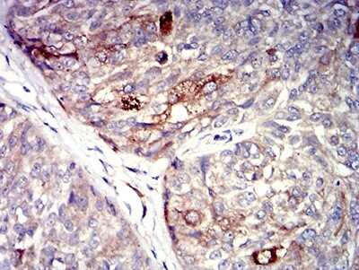 Immunohistochemistry: P2Y4/P2RY4 Antibody (3B4C11) - BSA Free [NBP2-61759]