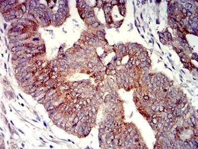 Immunohistochemistry: P2Y4/P2RY4 Antibody (3B4C11) - BSA Free [NBP2-61759]