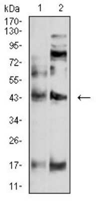 Western Blot: P2Y4/P2RY4 Antibody (3B4C11)BSA Free [NBP2-61759]