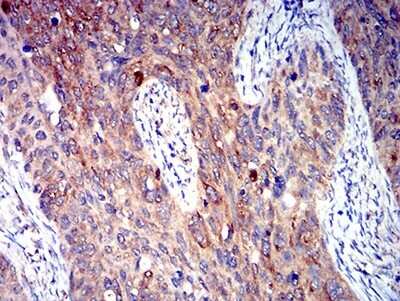 Immunohistochemistry: P2Y4/P2RY4 Antibody (3B4H6) - BSA Free [NBP2-61760]