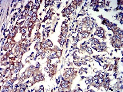 Immunohistochemistry: P2Y4/P2RY4 Antibody (3B4H6) - BSA Free [NBP2-61760]