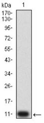 Western Blot: P2Y4/P2RY4 Antibody (3B4H6)BSA Free [NBP2-61760]