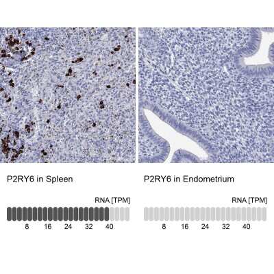 Immunocytochemistry/ Immunofluorescence: P2Y6/P2RY6 Antibody [NBP3-17041]