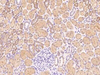 Immunohistochemistry-Paraffin: P2Y6/P2RY6 Antibody [NBP2-99485]