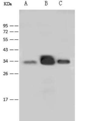 Western Blot: P2Y6/P2RY6 Antibody [NBP2-99485]