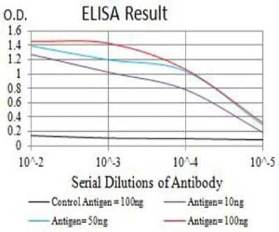 ELISA: P2Y8 Antibody (1G5A11) - BSA Free [NBP2-61761]