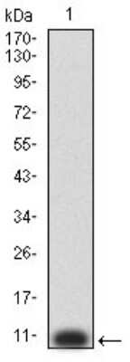 Western Blot: P2Y8 Antibody (1G5A11)BSA Free [NBP2-61761]