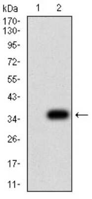 Western Blot: P2Y8 Antibody (1G5A11)BSA Free [NBP2-61761]