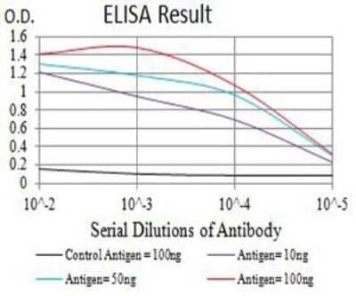 ELISA: P2Y8 Antibody (1G5A2) - BSA Free [NBP2-61765]