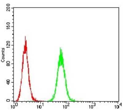ELISA: P2Y8 Antibody (1G5A2) - BSA Free [NBP2-61765]