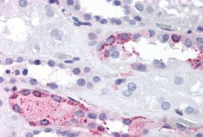 Immunohistochemistry-Paraffin: LPAR4/LPA4 Antibody [NBP3-14441]