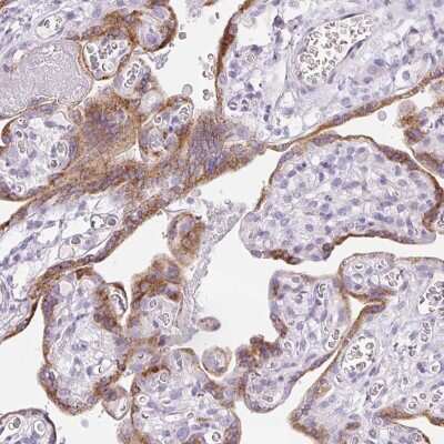 Immunohistochemistry-Paraffin: LPAR4/LPA4 Antibody [NBP2-33734]